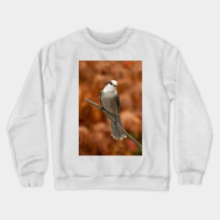 Gray Jay - Algonquin Park, Canada Crewneck Sweatshirt